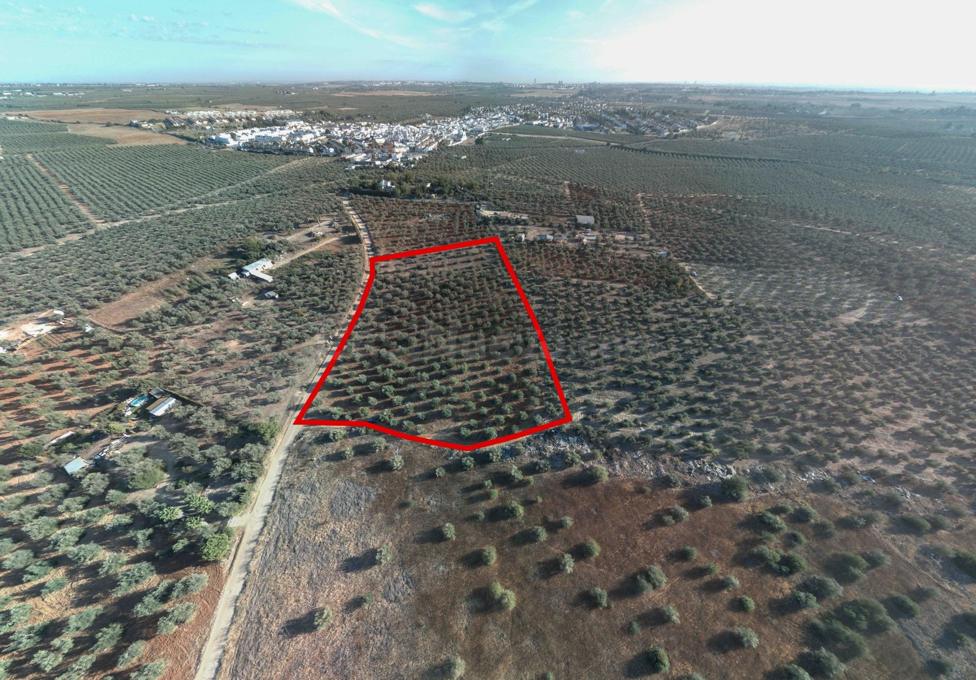 FINCA RÚSTICA DE 16.000 M2 JUNTO A ALMENSILLA.