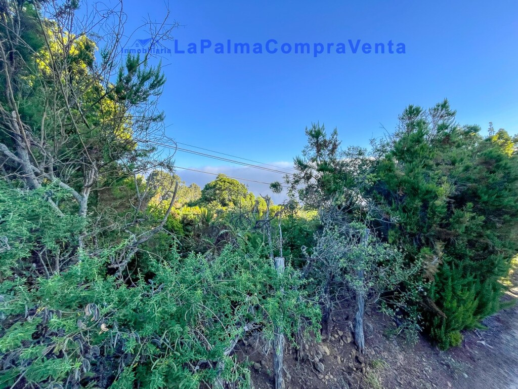 Suelo rústico en Venta en Roque Faro Santa Cruz de Tenerife