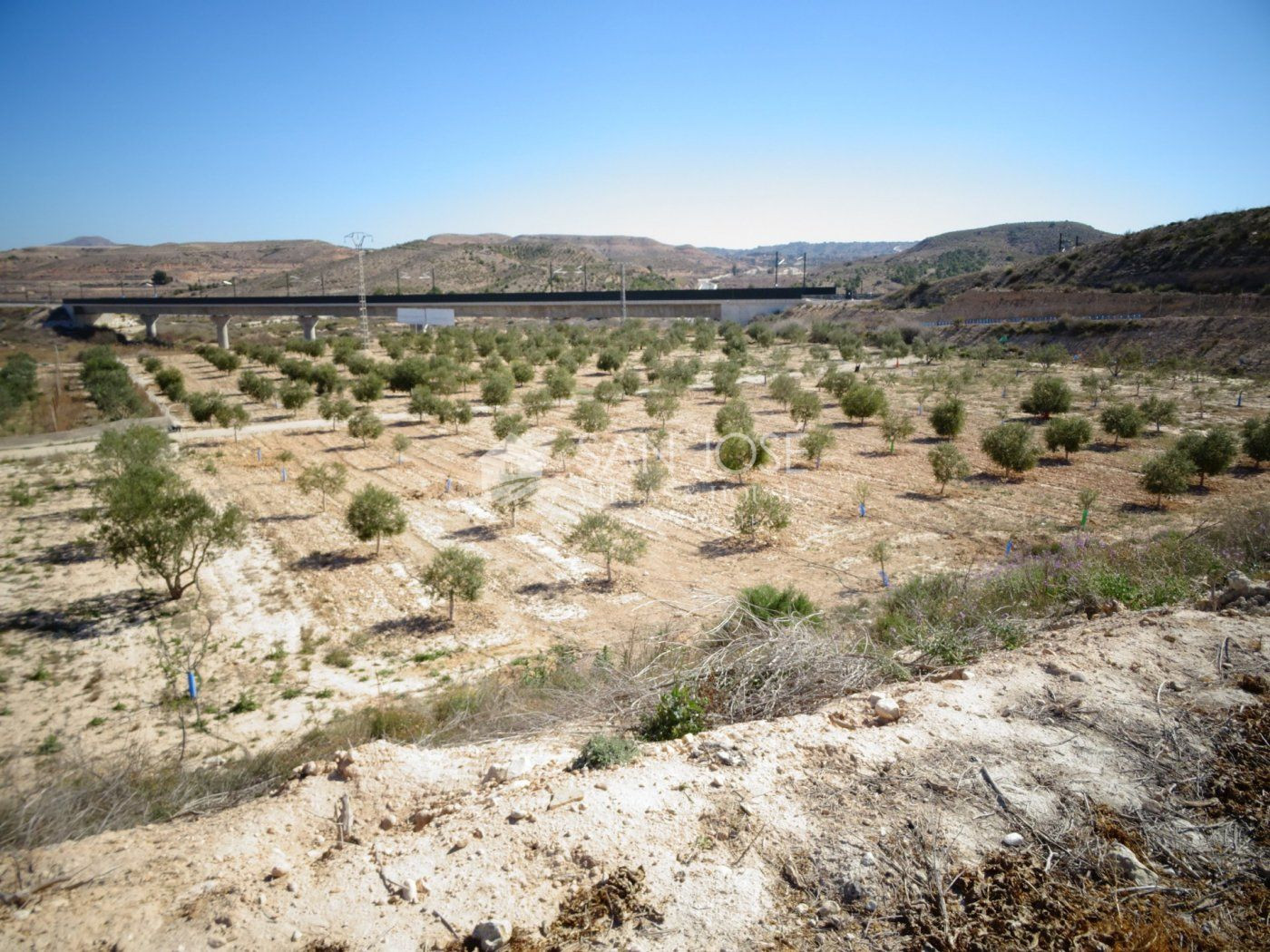 NUEVA PROPIEDAD EN VENTA DE TERRENO PLANTADO DE OLIVERAS CON 2 ALMACENES EN ASPE
