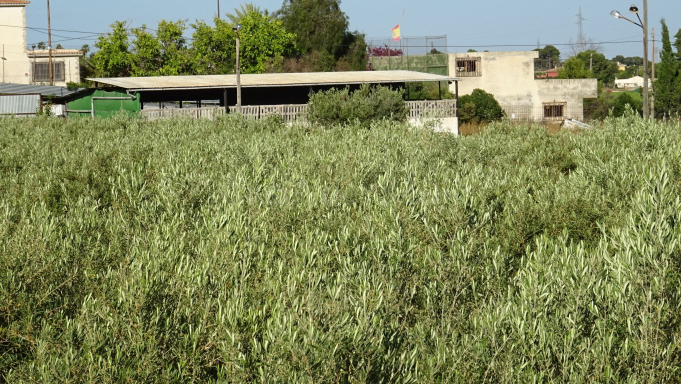 Parcela de 12.000 M2 en Peña Las Águilas, con nave de 260 M2 construidos