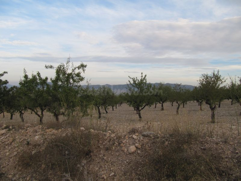 Parcela de 17601 m2 plantada de almendros y a 150 m. del cas