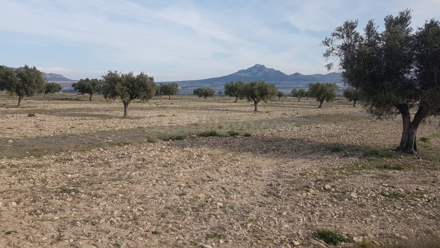 SE VENDE CUATRO PARCELAS EN SALINAS, DOS DE 50.000m Y DOS DE 20.000m, POR SEPARADO o EN CONJUNTO