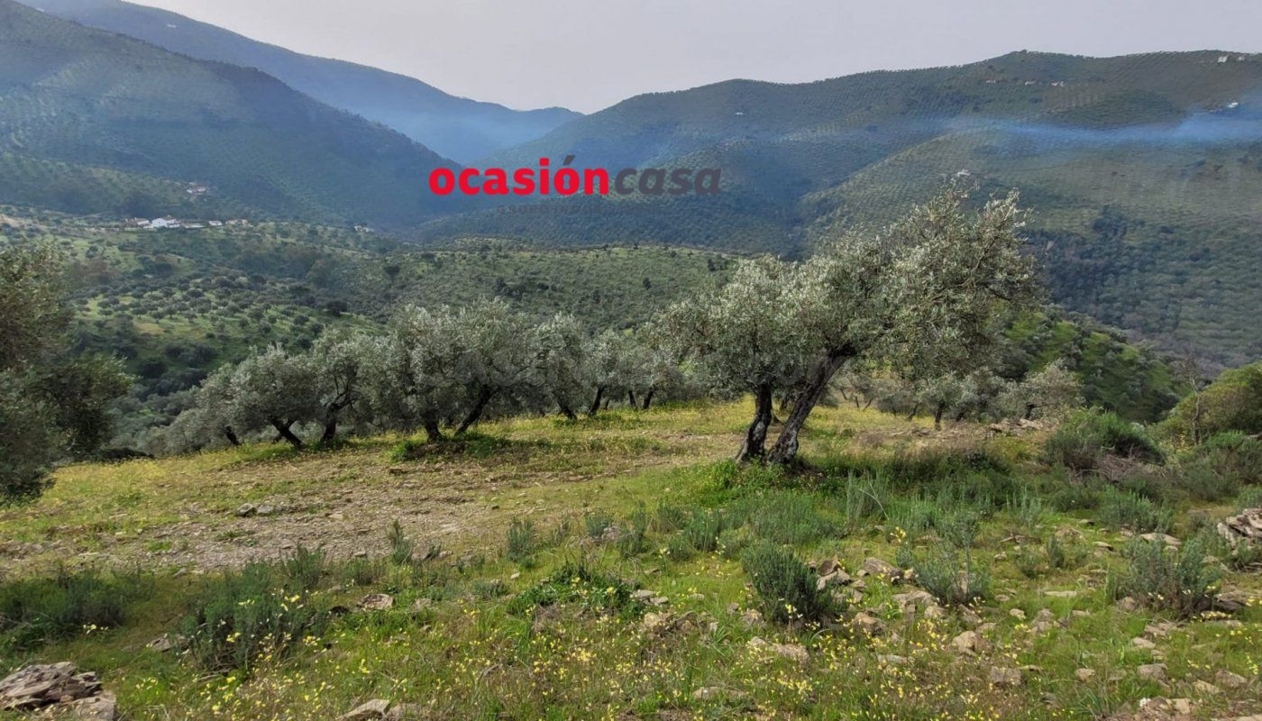 OLIVAR EN VENTA - foto 2