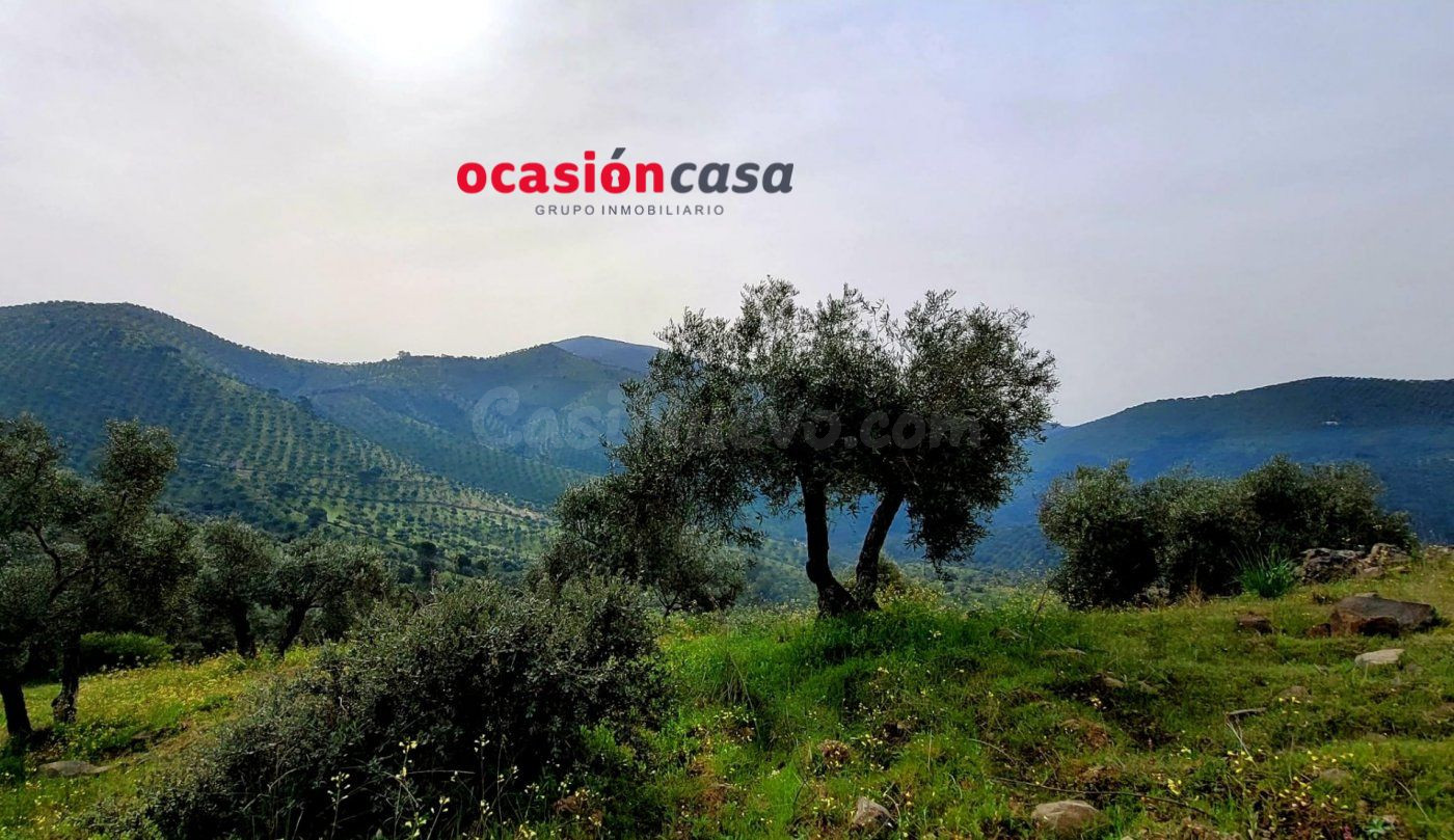 OLIVAR EN VENTA - foto 3