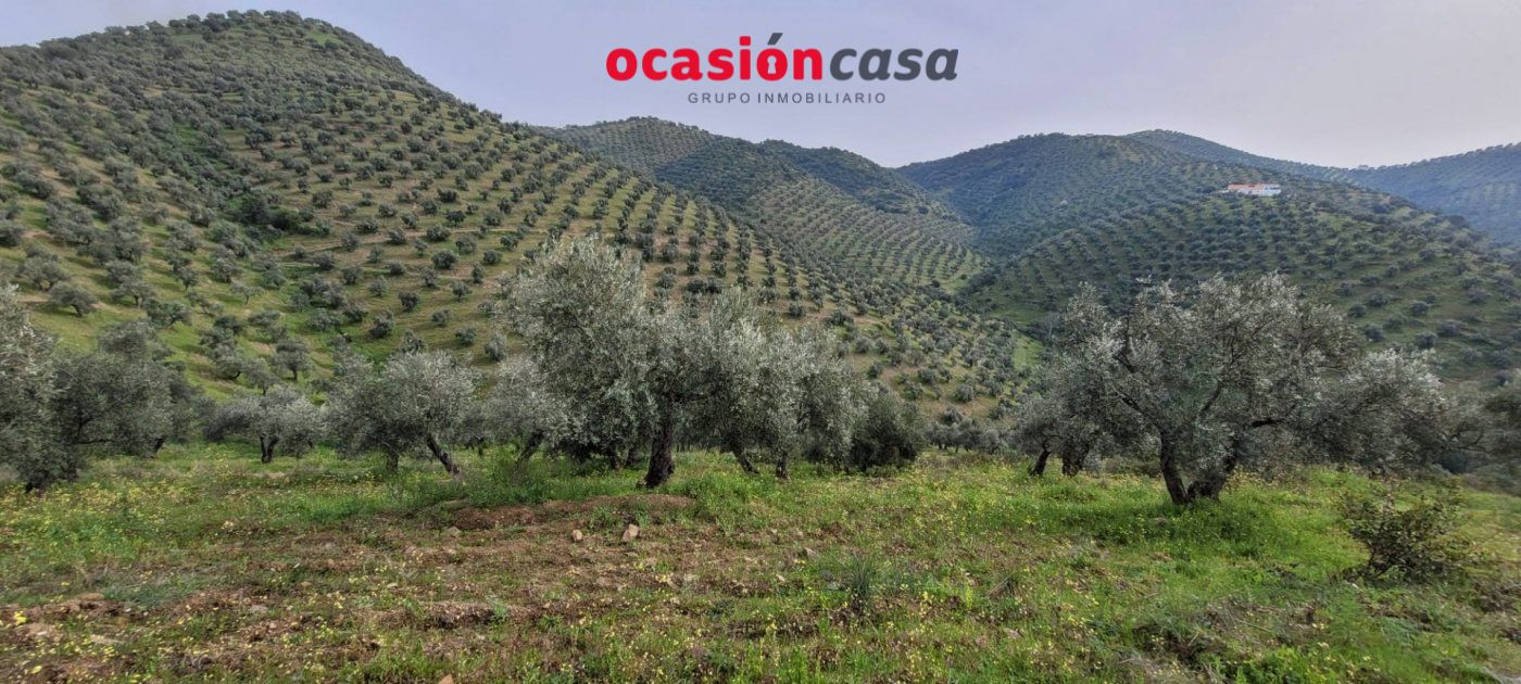OLIVAR EN VENTA - foto 4