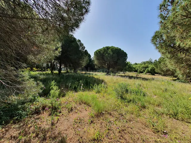 Parcela en venta - Sotogrande - Alto - foto 5