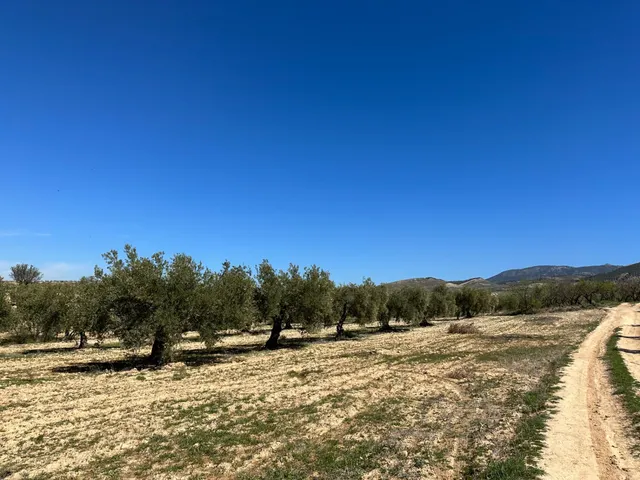 VENTA DE FINCA RUSTICA DE 6,5 HECTAREAS DE ALMENDROS Y ALGUNOS OLIVOS EN DILAR — 30