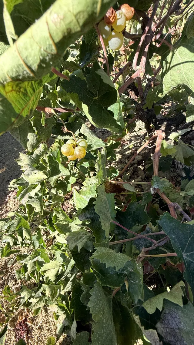 FINCA DE VIÑEDOS Y ÁRBOLES FRUTALES EN LA PALMA DEL CONDADO HUELVA — 10