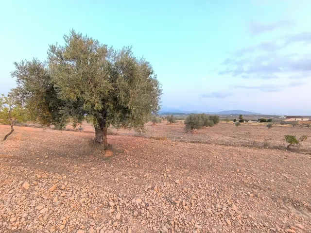 Parcela edificable 12234 m2 en Pinoso - Construir casa en en - foto 5