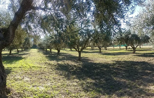 OLIVAR EN LA ZUBIA DE 3.597 M2 — 6