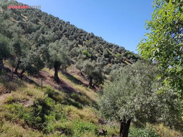 FINCA DE OLIVOS CON CORTIJO,NAVES Y MUCHA AGUA - foto 5