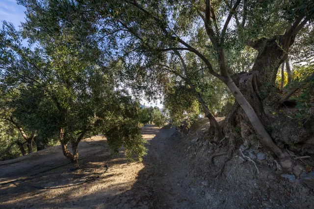¡Oportunidad única! Dos Fincas rústicas de mas de 15.000 m2 en total en Pinos del Valle. VENTA JUNTAS O SEPARADAS — 40