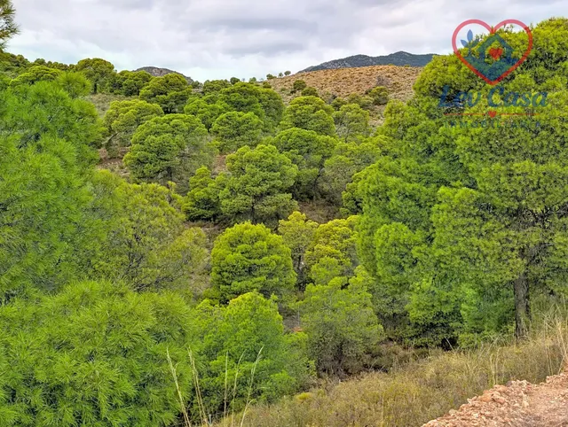 FINCA DE 10.400 M2 CON PISCINA EN SIERRA ESPUÑA — 120.000 € — 33