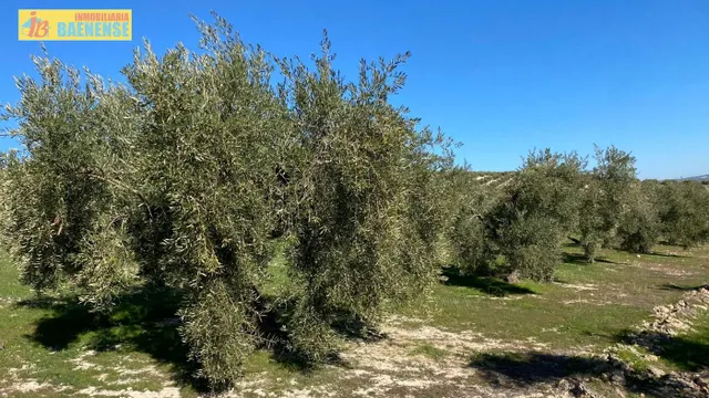 Buen olivar a pie de carretera. — 6