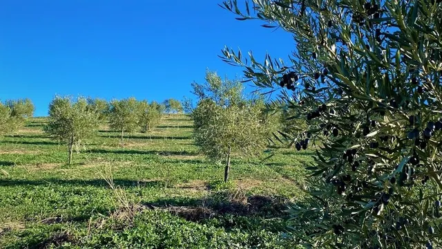 Fantástica finca de garrotes — 2
