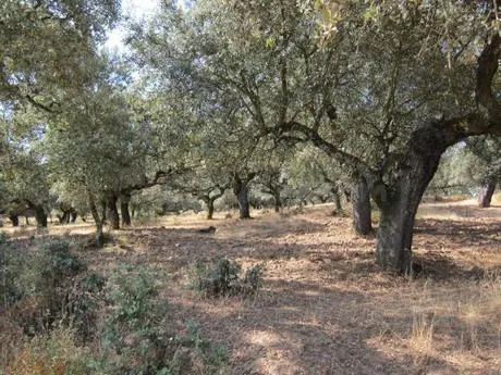 Finca rústica 999999m² en venta - Badajoz - foto 2