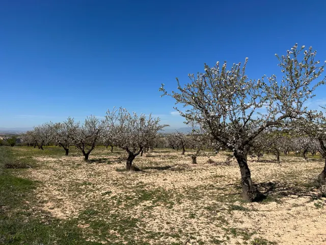 VENTA DE FINCA RUSTICA DE 6,5 HECTAREAS DE ALMENDROS Y ALGUNOS OLIVOS EN DILAR — 23