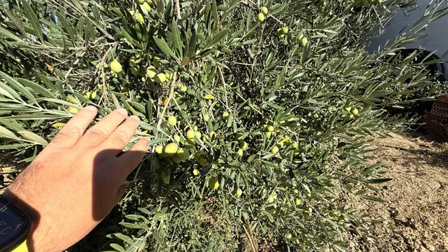 FINCA DE VIÑEDOS Y ÁRBOLES FRUTALES EN LA PALMA DEL CONDADO HUELVA — 15