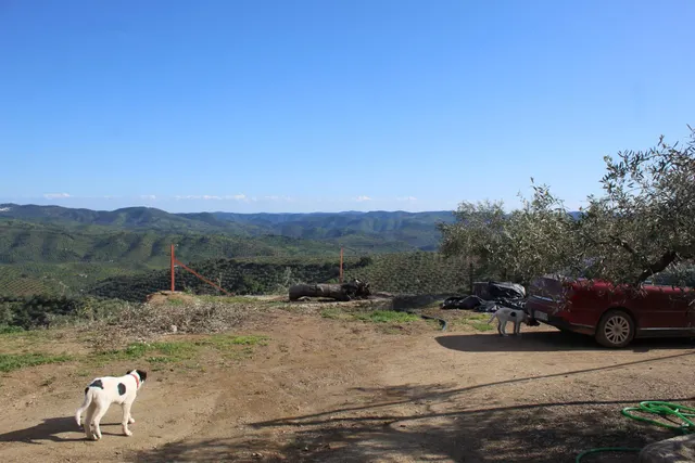 MAGNIFICO OLIVAR CON CASA, COCHERA PARA APEROS Y PISCINA ENTRE VILLAHARTA Y POZOBLANCO. — 15