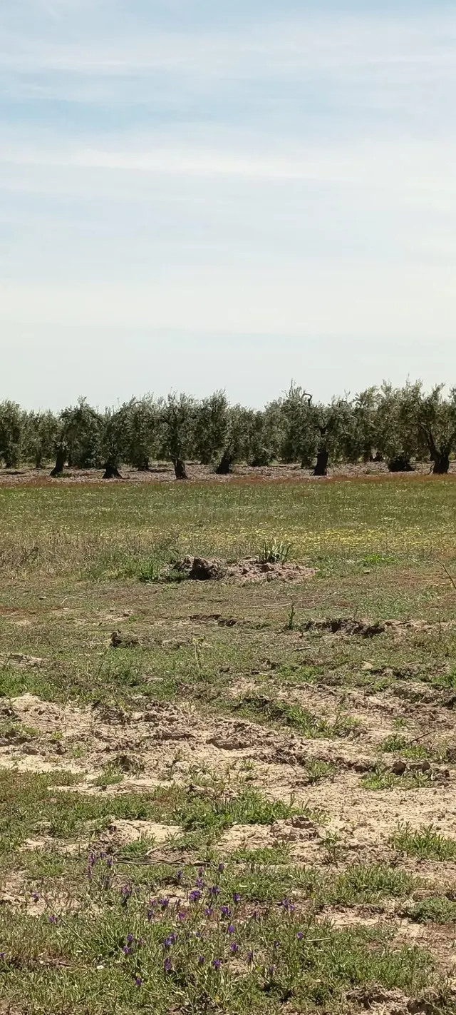 Finca rústica en Villamanrique de la Condesa (Sevilla) con 6 - foto 4