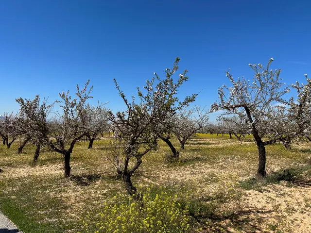 VENTA DE FINCA RUSTICA DE 6,5 HECTAREAS DE ALMENDROS Y ALGUNOS OLIVOS EN DILAR — 28