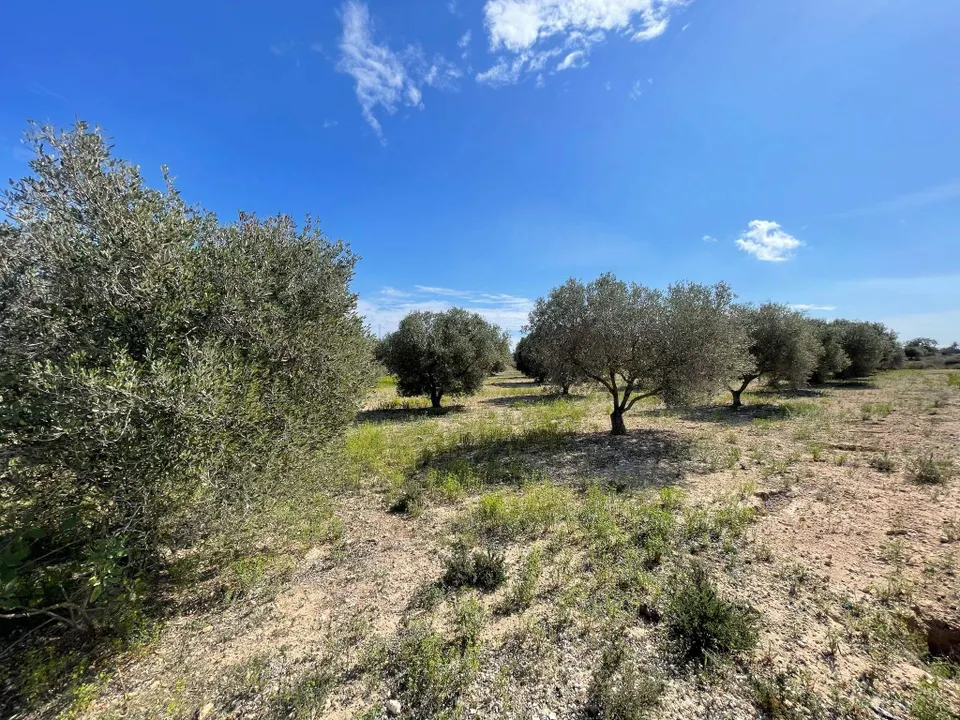DISFRUTA DEL CAMPO A UN PASO DE LAS PLAYAS DE ELCHE
