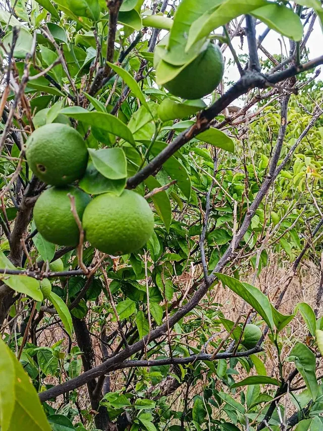 Terreno urbano de 2.500 m2 en Icod de los Vinos | oportunidad para inversores — 14