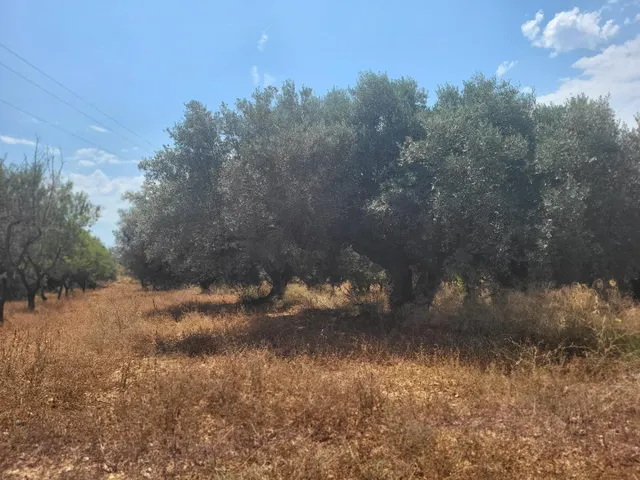 MASIA PARA REFORMAR CON TERRENO EN TÉRMINO DE VALL D'ALBA, LUZ Y AGUA CERCA — 11