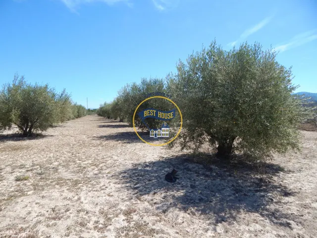 TERRENO DE 17.900M2  EN PRODUCCIÓN CON POSSIBILIDAD DE CONSTRUIR EN AGULLENT(VALENCIA) — 6