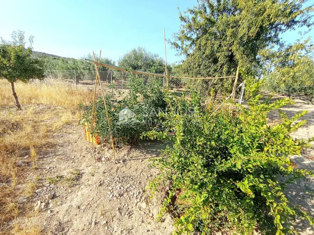 VENTA DE PARCELA ENTRE LA ROMANA Y ASPE — 18