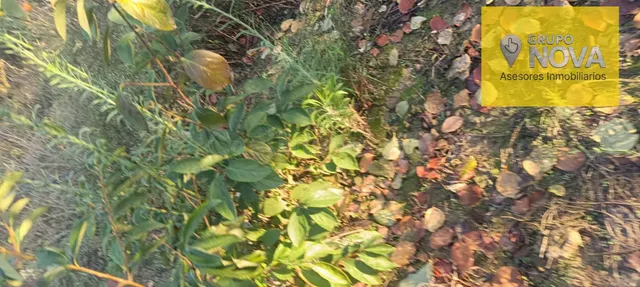 Oportunidad de Inversión: Terreno Rústico con Árboles Frutal - foto 5