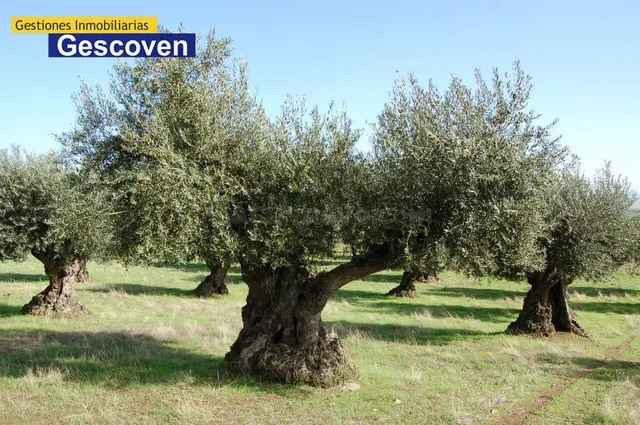 VENTA FINCA OLIVAR — 3