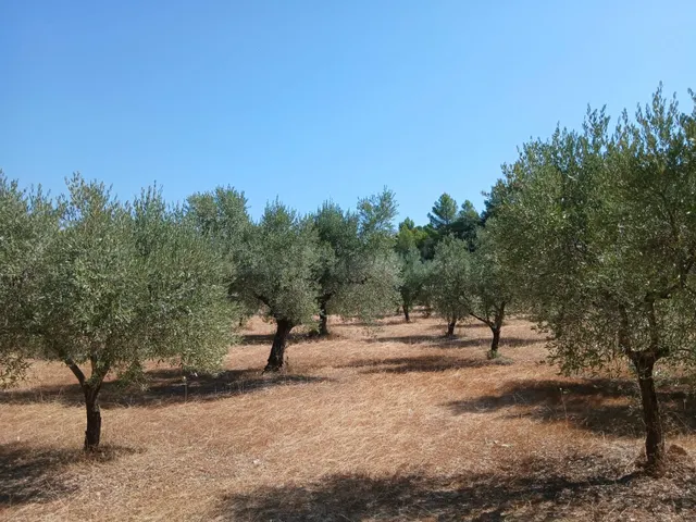 FINCA RÚSTICA DE 8.549 M2 CON CONSTRUCCIÓN DE 40 M2 EN VENTA - foto 2