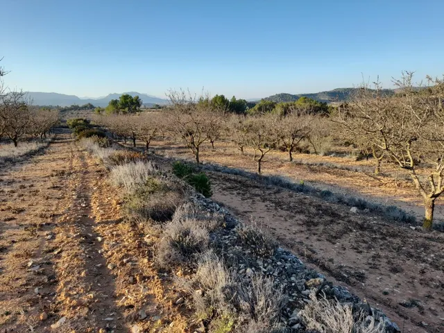 OCASION GRAN  FINCA EN PRODUCCION DE 8,4 HAS. EN CORBERA D´EBRE — 8