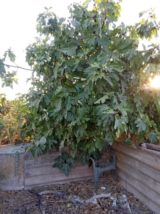 Terreno de regadío en venta para uso agrario - foto 3