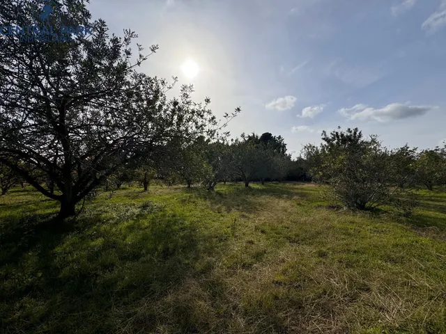 Gran Masia catalogada en Reus con gran extensión de terreno - Mas del Senan - Finca rústica en Reus. — 46