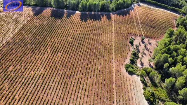 EN VENTA FINCA DE VIÑEDOS EN COFRENTES DE 209 HECTAREAS — 6