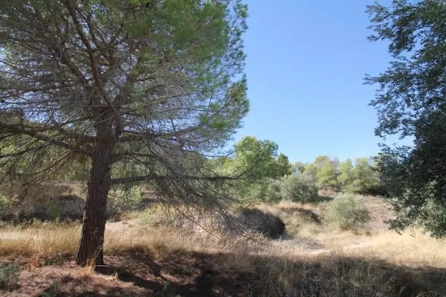 IMPRESIONANTE FINCA DE 30 HECTÁREAS CON TERRENO CULTIVABLE Y VISTAS PANORÁMICAS A VILLENA — 36