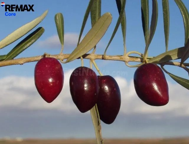 Espectacular Olivar en Regadío e Intensivo de 9 Ha en Plena  - foto 3