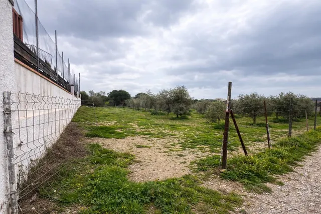 Terreno vallado de 702 m2 con 30 olivos de calidad y múltipl - foto 2