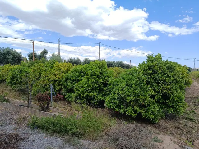 CASA DE CAMPO CERCA DE ELCHE — 45