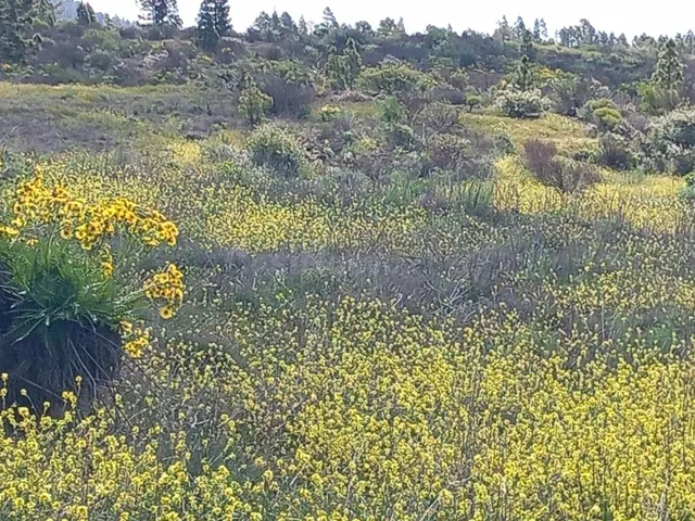 En venta maravillosa finca completamente llana en Vilaflor d - foto 5