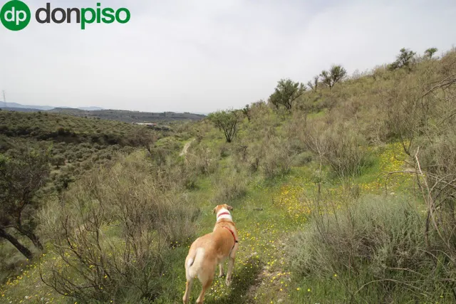FINCA EN CORTIJO SAN JERÓNIMO (BARTODANO) — 50