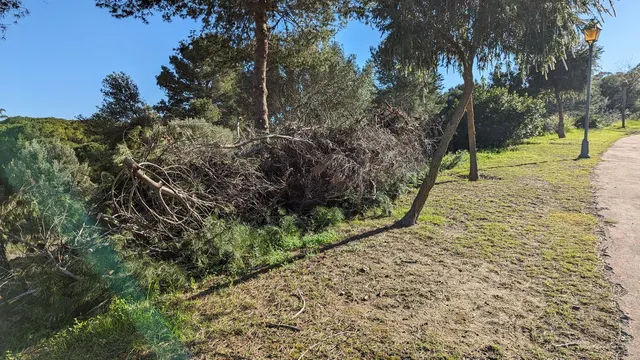 Parcela en venta - Sotogrande - Alto — 11