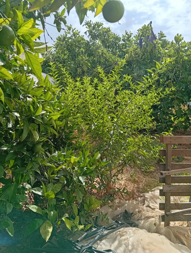 ¡Gran oportunidad en La Villa! Solar urbano de 1600 m2 en Ayamonte — 16