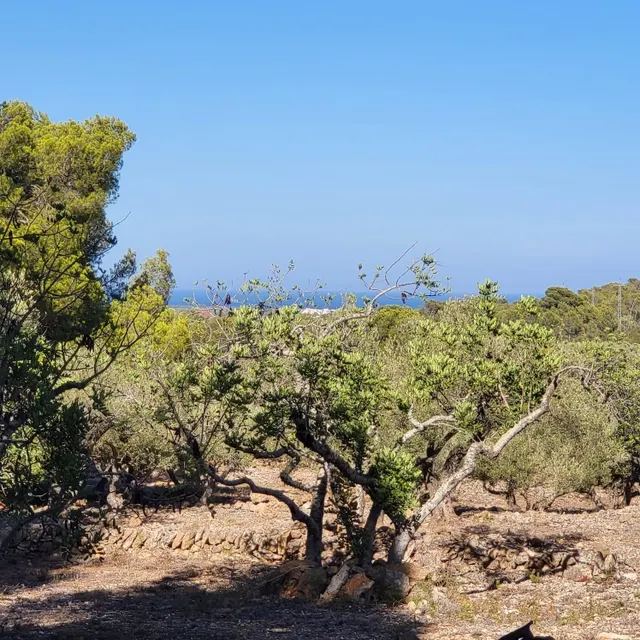 Finca Rústica con caseta de campo para rehabilitar, vistas m - foto 3