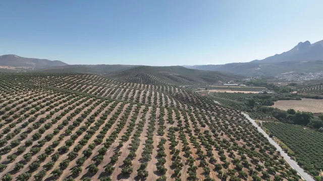 OLIVAR DE 30 HA JUNTO A GRANADA: ALTA PRODUCTIVIDAD Y DERECH - foto 2