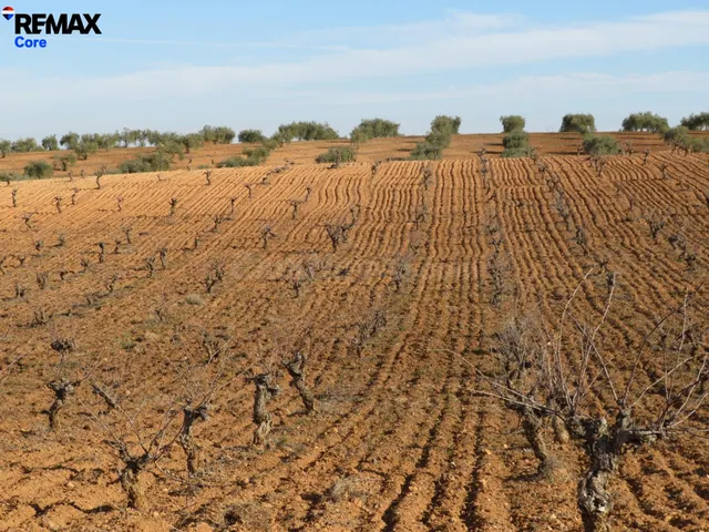 Espectacular Finca de 120 Ha en Tierra de Barros: Máxima Ren - foto 2