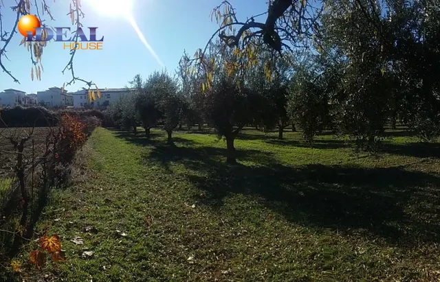 OLIVAR EN LA ZUBIA DE 3.597 M2 — 4