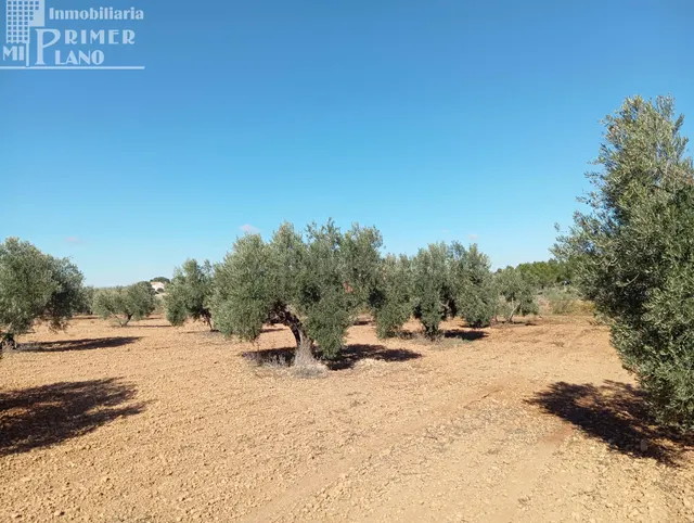 Venta de Finca Rústica de Olivos en Argamasilla de Alba – Ex